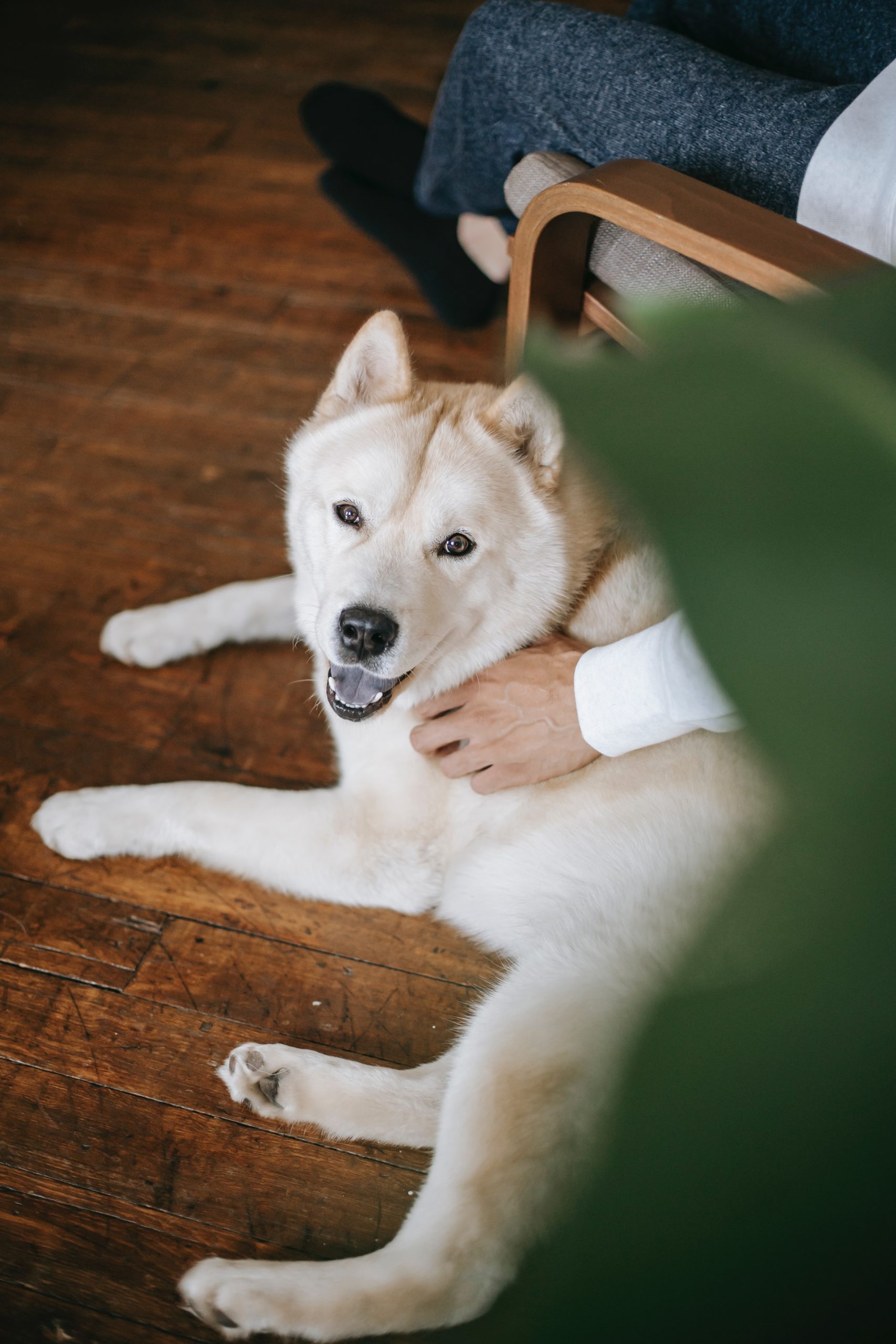 Junger Hund liegt auf dem Boden neben Person, wird gestreichelt und schaut dabei mit Zunge heraus in die Kamera.